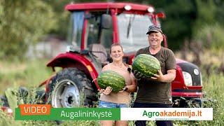 Patirtis Mišeikių ūkyje: ko nepakenčia arbūzai, arba kaip užauginti 15 kg uogą