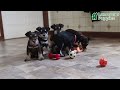 Miniature Schnauzer dogs for sale: Bingo - Video 1