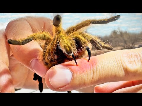 Arizona's Largest Tarantula: Bite Test and Comparison