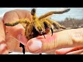 BITTEN by a Tarantula!