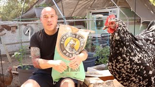 Chicken Feed for Beginners