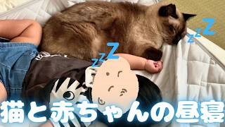 保護猫と赤ちゃんがぴったり密着してお昼寝する姿が尊すぎる…！【保護猫/黒猫&シャム猫/シャムミックス&ノルウェージャンフォレストキャット】 #cat #japanesecat #保護猫
