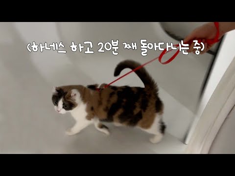 [김쫀떡 주말 브이로그]얘는 진짜 강아지였던 걸까 l 냥아치마캣 바자회, 스튜디오 사진 촬영한 날