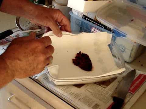 Drying the Seeds of a Sahuaro Cactus.