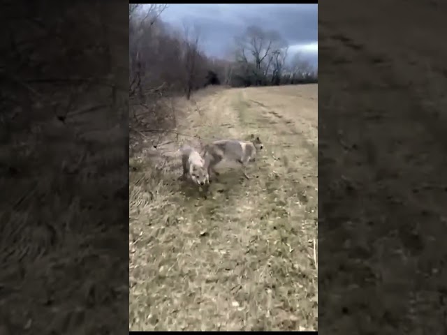 Czechoslovakian Wolfdog welpen kaufen