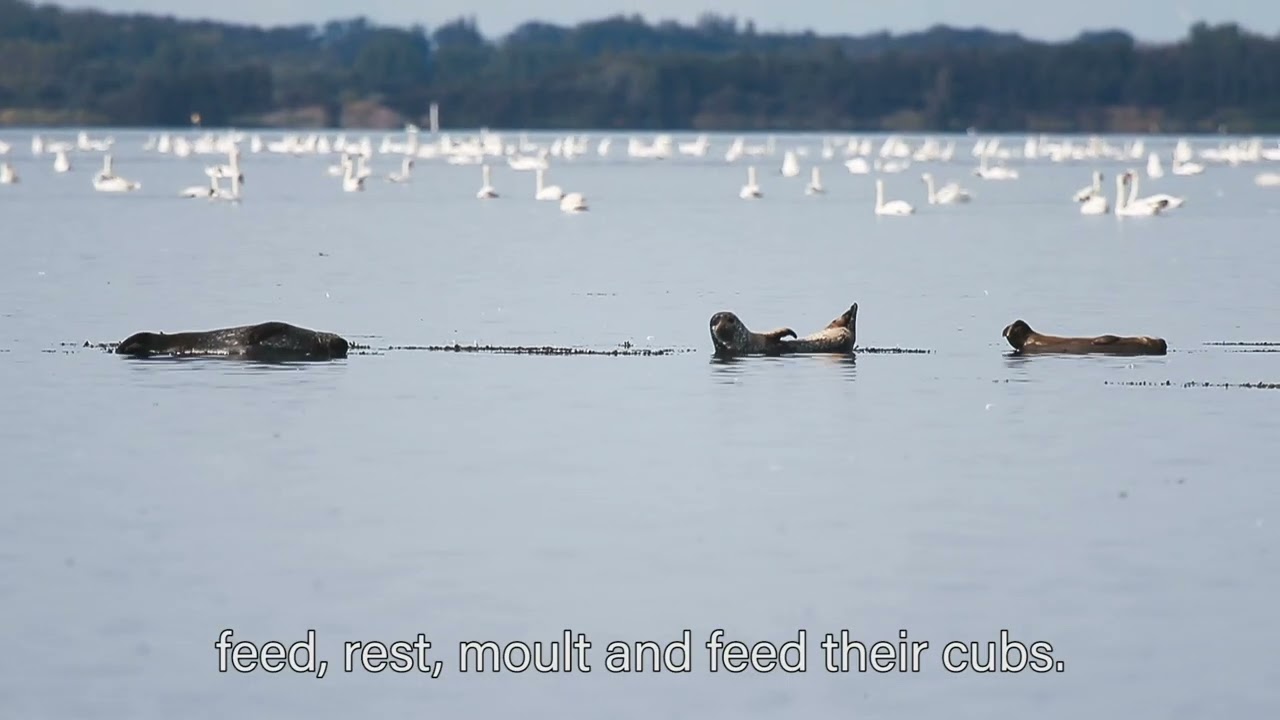 Seals at Strynø in the South Fyn Archipelago UNESCO Global Geopark