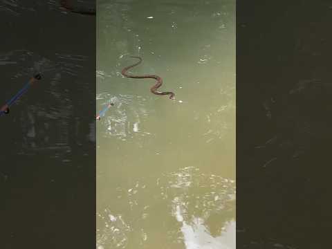 We are in his house now! #fishing #snake