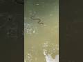 We Are In His House Now Fishing Snake