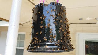 Making a Yellow Fly trap with STP oil treatment