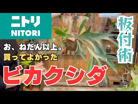 コウモリ植物、悪魔の花、タッカ シャントリエリ