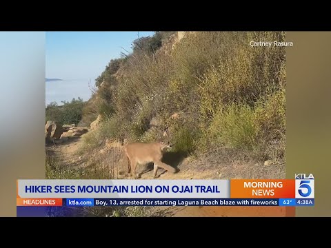 'No, no, no!' Woman encounters mountain lion on Ojai hiking trail