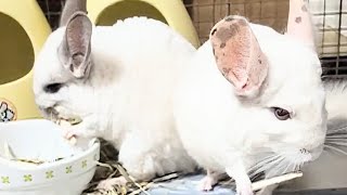 【‎🩷チンチラの日常🐭‎‎🩷‪🍀︎】癒しの動物 チンチラ 可愛いですよぉ♥️一度見てみてください💕#チンチラ #chinchilla #もふもふ  #bunny 