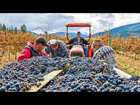 Wine Grapes Making Process | Modern Grapes Harvesting Technology | How Wine Grapes Is Made