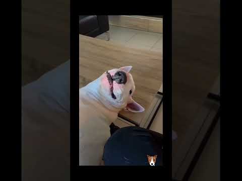 Funny and cute dogs compilation#funnydogs#cute#doglover#doglife#cure#dogshorts#pet#doglife#dogshorts