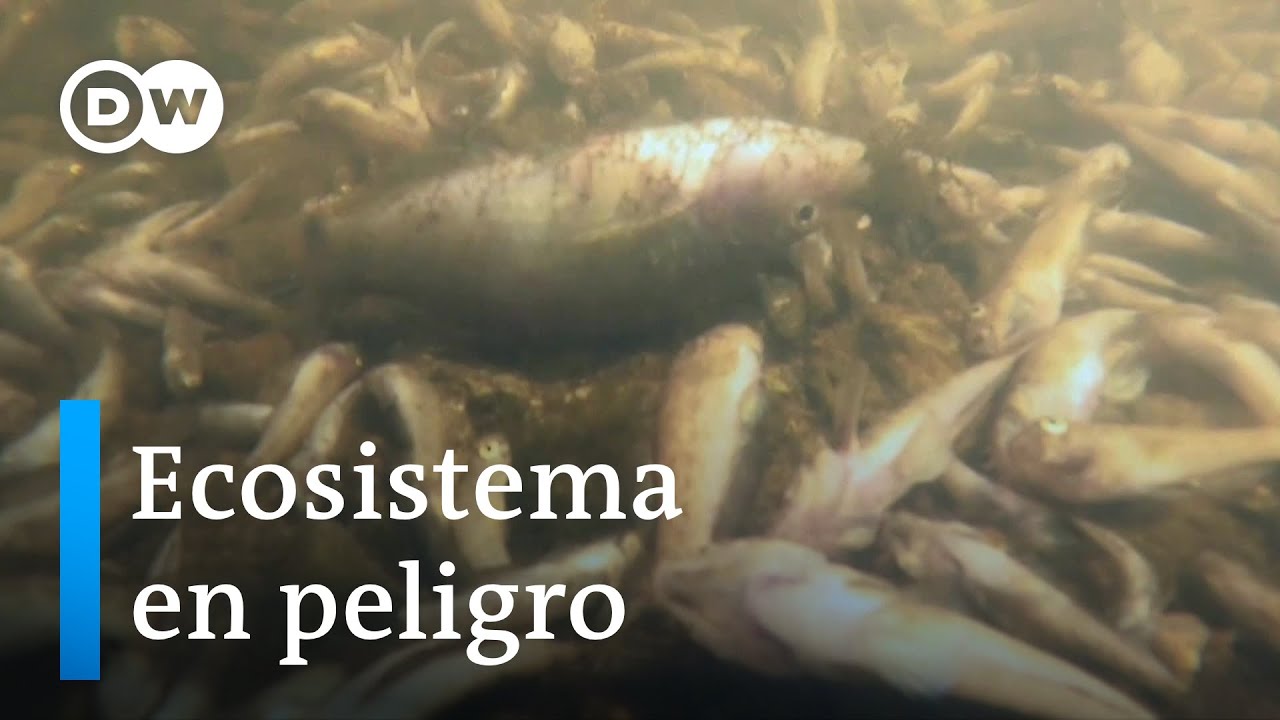 Fertilizantes asfixian el Mar Menor | DW Hecho en Alemania
