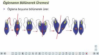 Eğitim Vadisi TYT Biyoloji 9.Föy Hücre Bölünmeleri 3 (Eşeysiz Üreme) Konu Anlatım Videoları