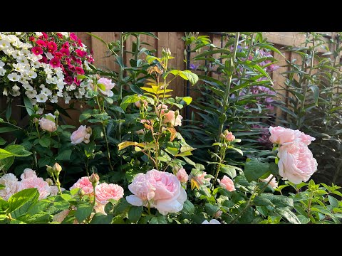 Garden Tour with Plant Names & Music - June 2023