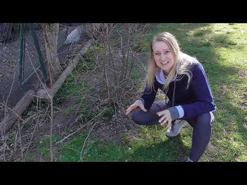 MUCHOVNÍK: INDIÁNSKÁ BORŮVKA: ZÁKLADNÍ INFORMACE, NÁKUP, PĚSTOVÁNÍ, VYUŽITÍ PLODŮ