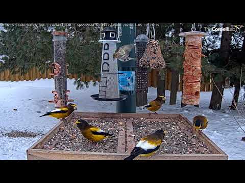 Evening Grosbeaks Take Over Ontario FeederWatch Cam – March 5, 2020