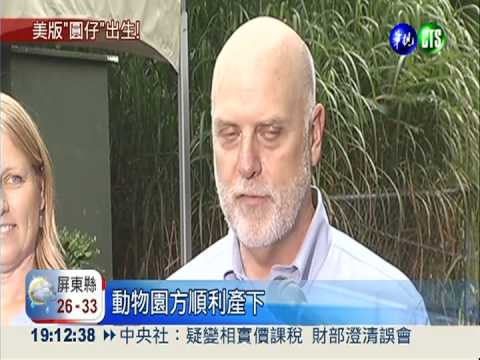 美國貓熊產寶寶 網路現場直播!