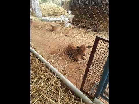Thirumurugan country chicks farms