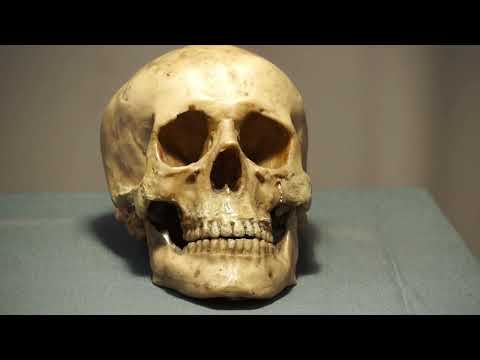 Understanding the Skull for Portrait Drawing