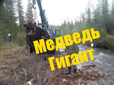 МЕДВЕДЬ ГИГАНТ | ЧУТЬ НЕ НАПАЛИ МЕДВЕДИ