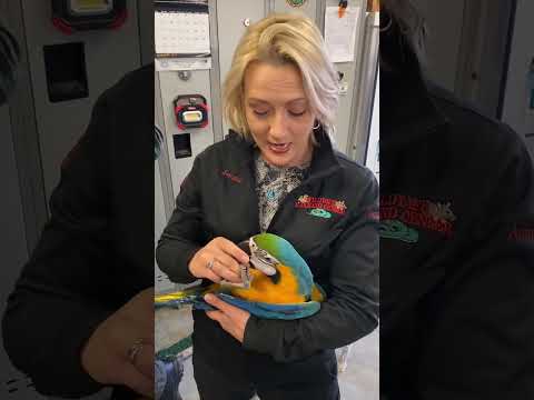 DON'T DO THIS with Macaws 🦜 #shorts