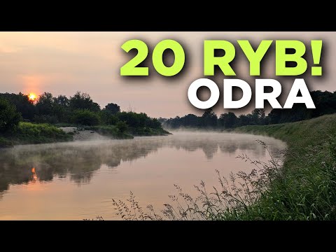 590 ODRA NIE ZAWODZI! MOCNY UCIĄG, FAJNE RYBY! KORUM BARBEL W AKCJI!