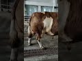 Big Simmental Bull 🥩🐄😱 #cow #bull #bullfarm #sapi #cows #cowvideos #shorts #cowvideo #cowlover #গরু