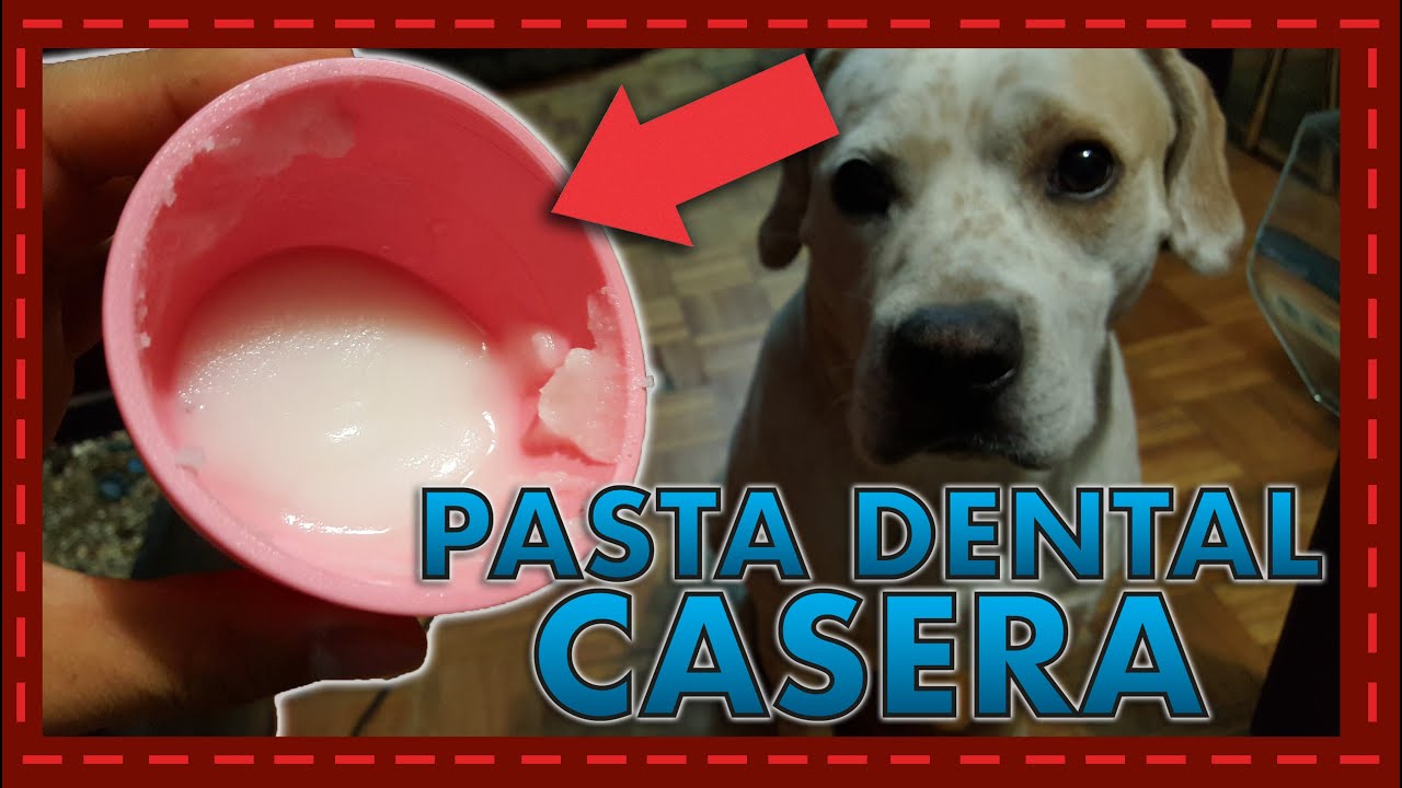 Tip: Pasta dental casera para perro