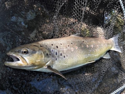 Májový lov pstruhov na malom potoku - od 7 do 44 cm