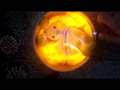 107 Faunos - Se siente así