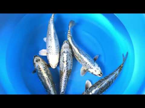 JKS-160 Marusen Kobayashi nisai aragoke Mix