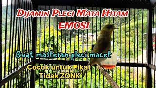 Download lagu Pleci mata hitam ngeroll mp3 Download lagu Pleci mata hitam ngeroll mp3