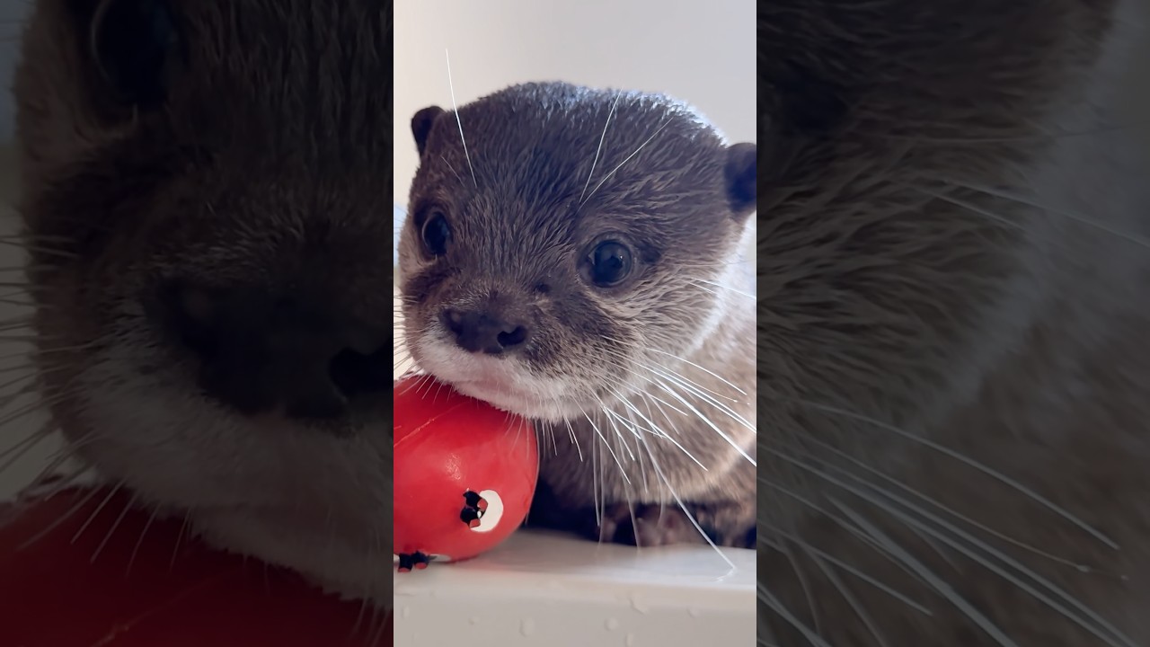 イケメンカワウソのセクシーすぎる眼差し