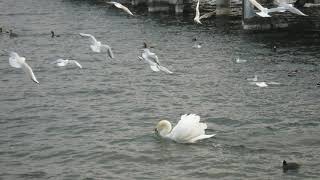 Download lagu チャイコフスキー：白鳥の湖『四羽の白鳥の踊り』（ピアノ連弾）～100のピアノ mp3