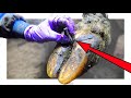 BIGGEST STONE EVER PULLED OUT of this COWS HOOF!!!