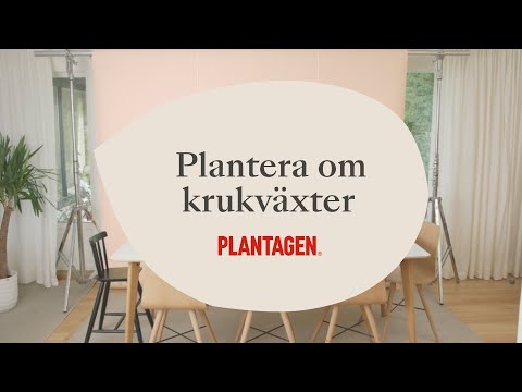 Plantera om dina krukväxter - så här gör du
