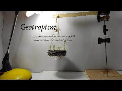 GEOTROPISM