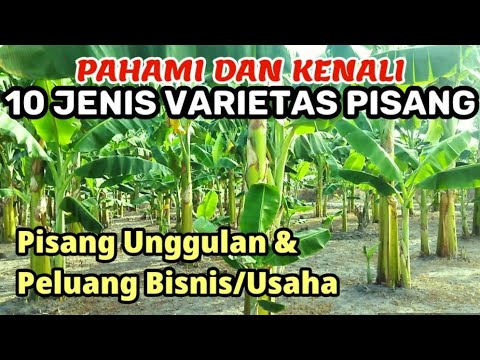 , title : 'Mengenali dan Memahami 10 Jenis Varietas Tanaman Pisang Di Indonesia'