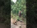 Nature Wildlife Animals Mating