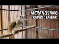 PANCINGAN KAPAS TEMBAK BAHAN SUARA MERANGSANG EMOSI JADI GACOR