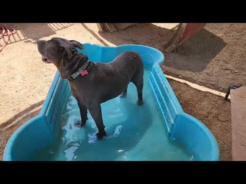 SERENA, an adoptable Shar-Pei & Pit Bull Terrier Mix in Phoenix, AZ_image-1