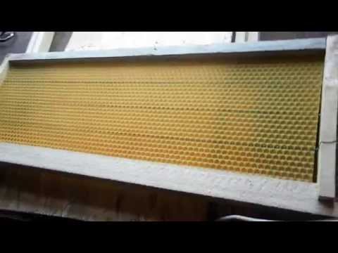 Apicultura. Lipire fagure artificial la rama 1/2 (наващивание рамок)