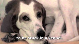 Oakville & Milton Humane Society - Thalia