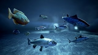 Fish Obstacle Avoidance