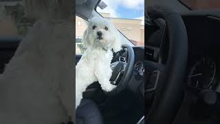They see me rollin 🏎️ #car #dog #funny #lol #rolling #youtubeshorts #cute #fyp #likesharesubscribe