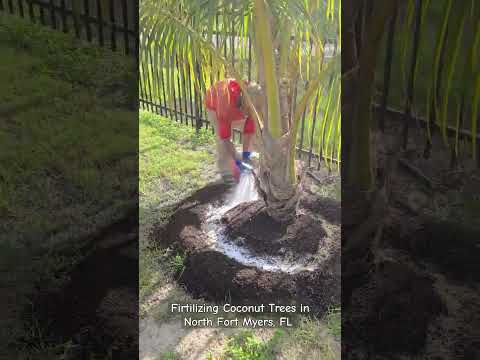 How to grow Coconut trees faster and have more fruits!