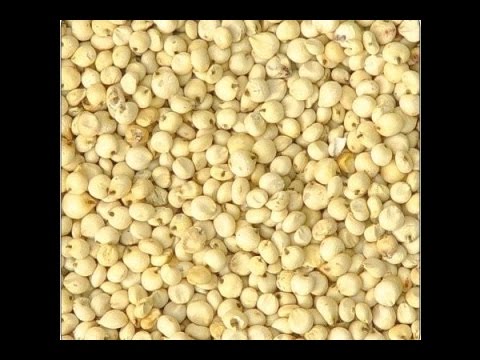 download lagu mp3 mp4 Jowar Diabetes, download lagu Jowar Diabetes gratis, unduh video klip Jowar Diabetes